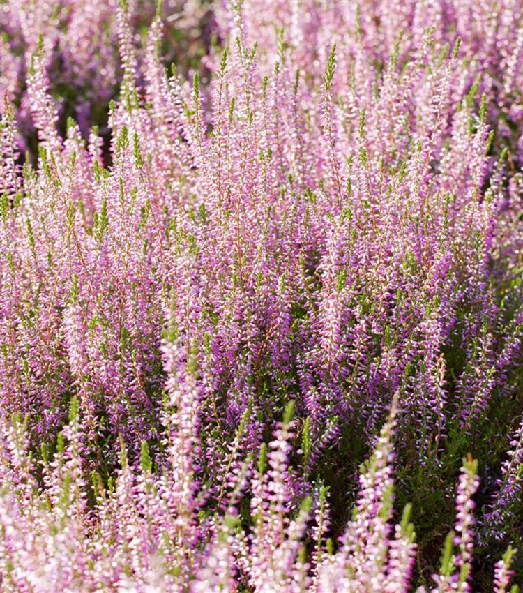 Besenheide 'Marlies'