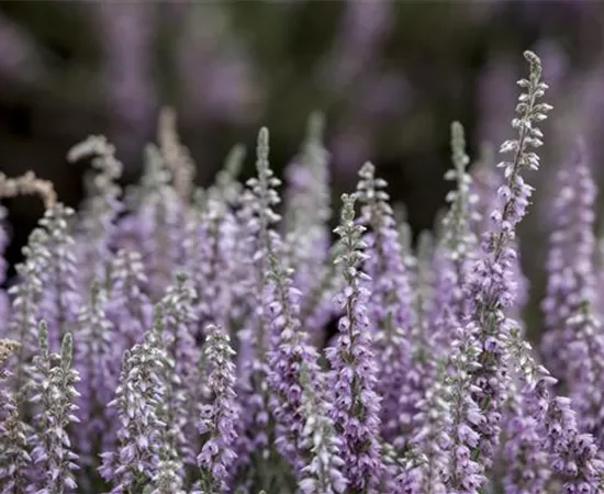 Calluna vulgaris 'Silver Knight'