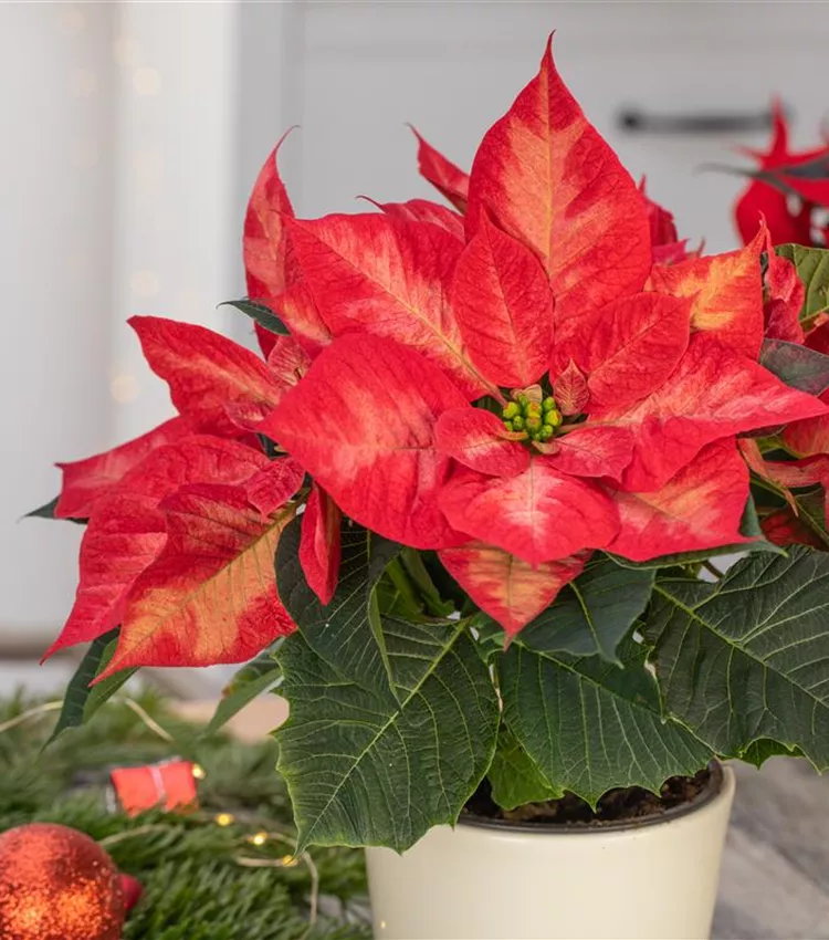 Weihnachtsstern 'Christmas Beauty Princess' Weihnachtsstern 'Christmas Beauty Princess'