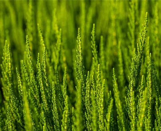 Calluna vulgaris Sunset Girls® 'Zelia'