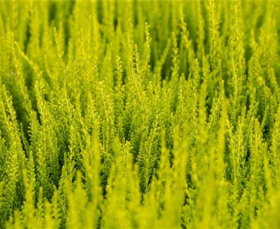 Calluna vulgaris Sunset Girls® 'Zeta'