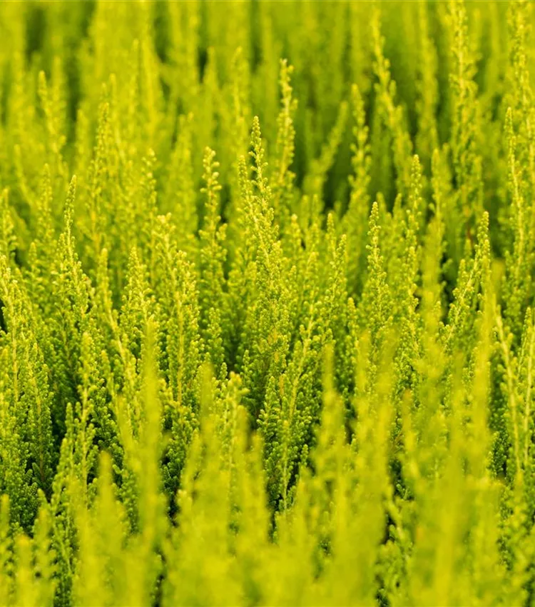 Bruyère commune 'Zeta'