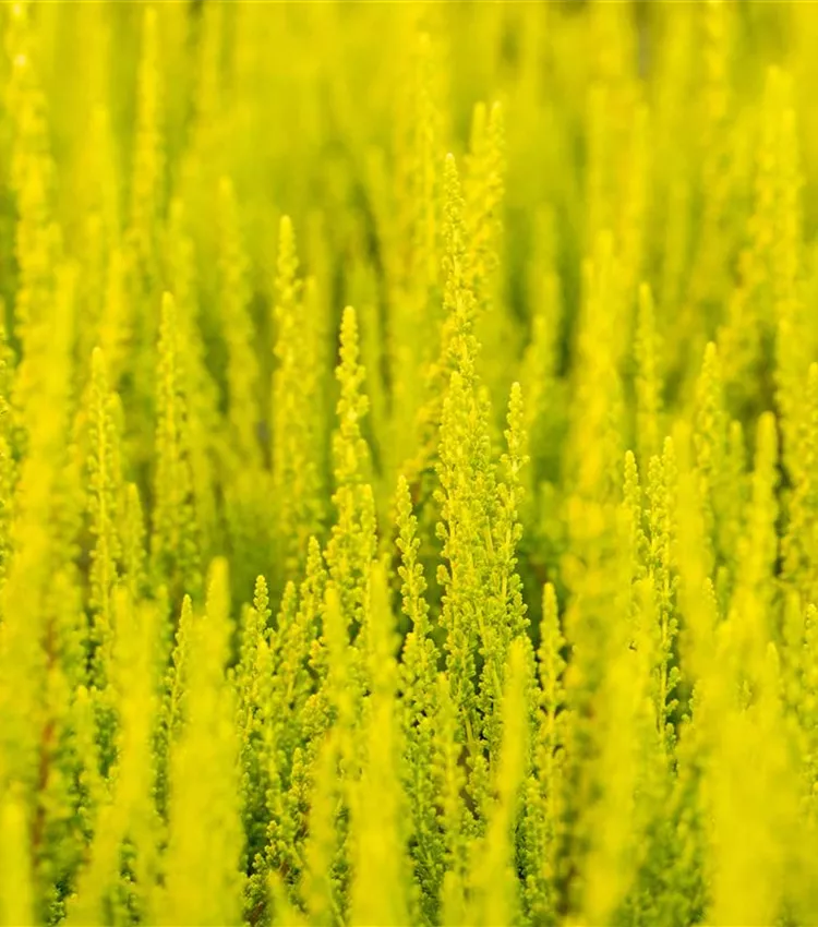 Bruyère commune 'Zeta'