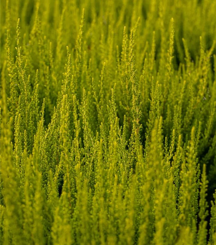 Bruyère commune 'Zeta'