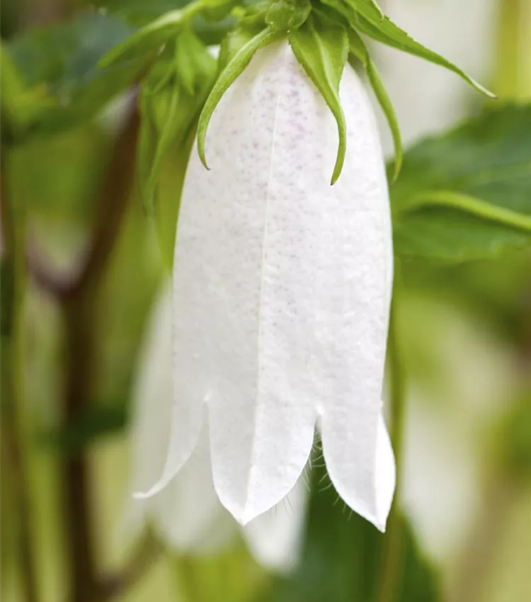 Gepunktete Glockenblume