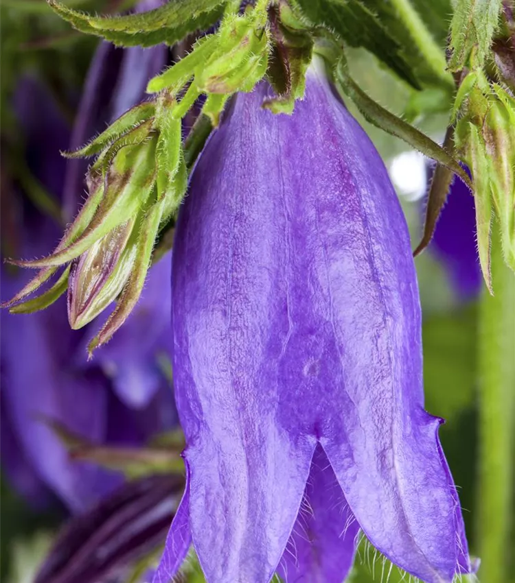Gepunktete Glockenblume