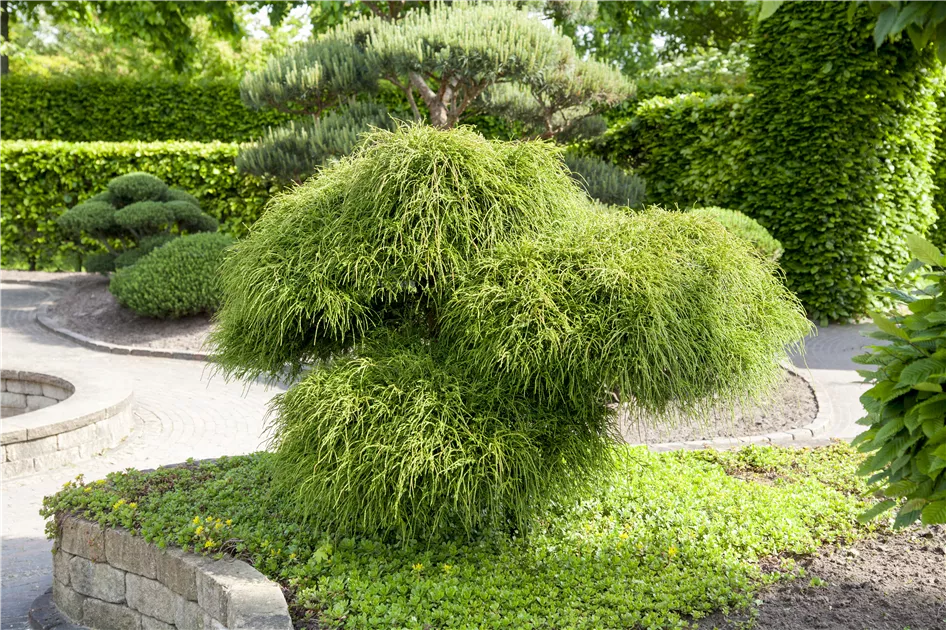 Thuja plicata 'Whipcord', Zwerg-Lebensbaum 'Whipcord' | RICOTER  Erdaufbereitung AG