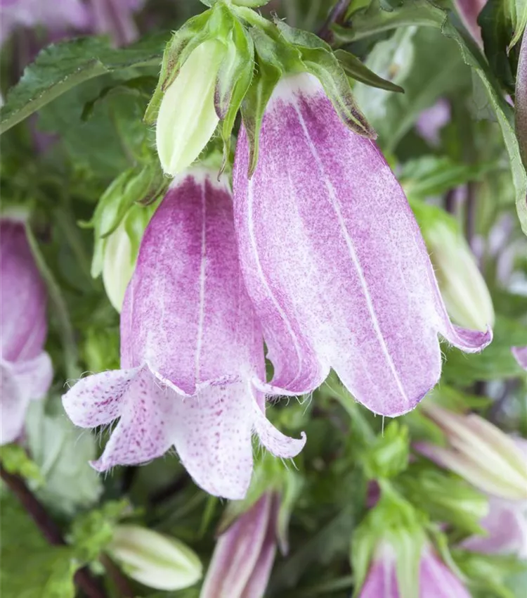 Gepunktete Glockenblume