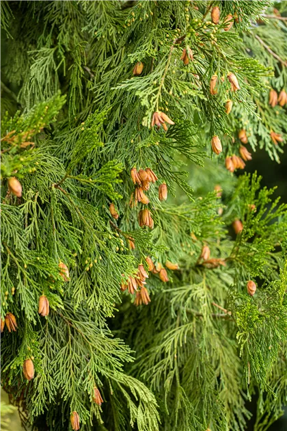 Cèdre D'Atlas à Colonne (Calocedrus) 80-100 Cm - Plante De Jardin Conifère - Pépinière