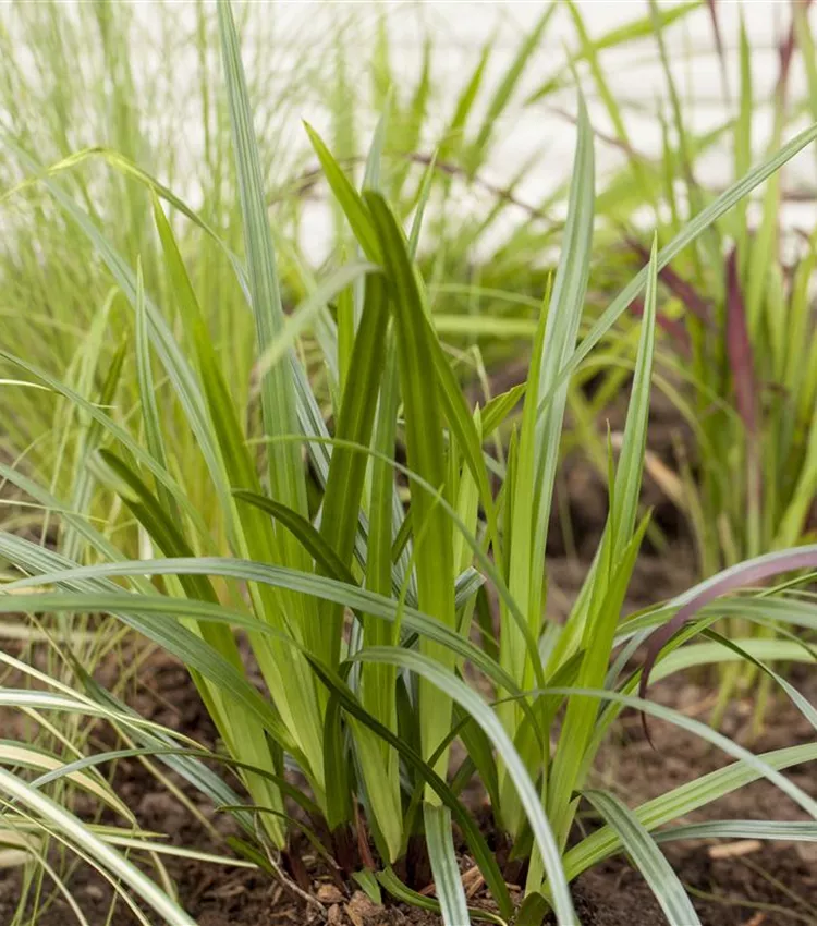 Carex 'Irish Green' Carex 'Irish Green'