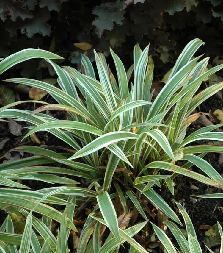 Carex 'Variegata'