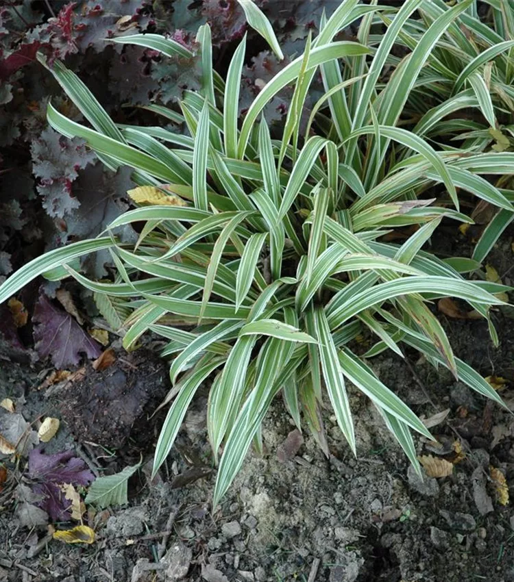 Carex 'Variegata'