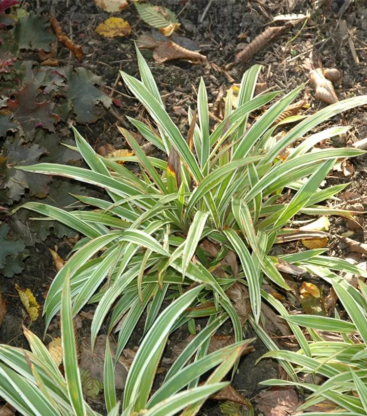 Carex 'Variegata'