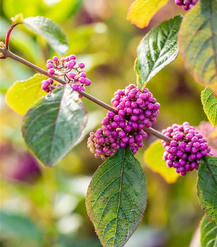 Schönfrucht 'Magical Amathea'®