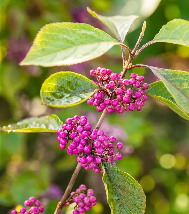 Schönfrucht 'Magical Amathea'®