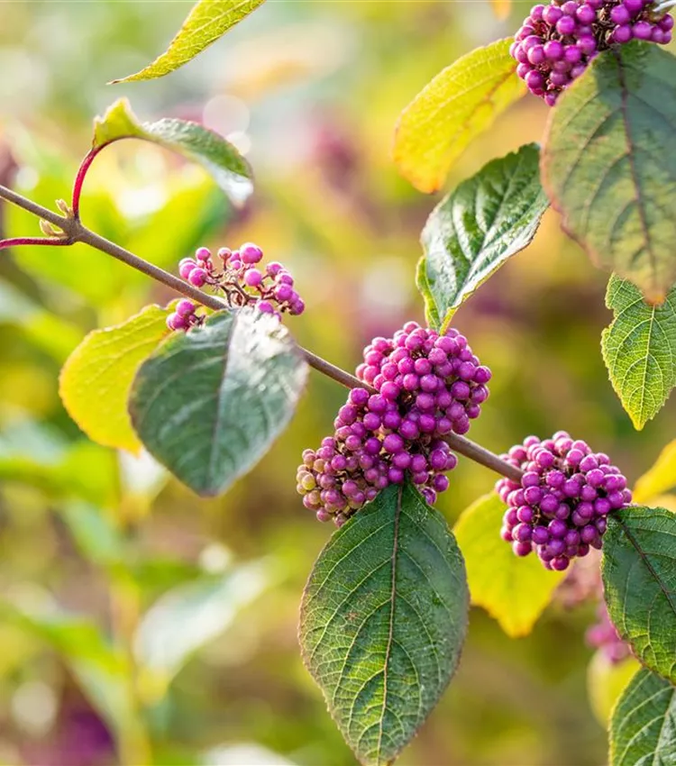 Schönfrucht 'Magical Amathea'®