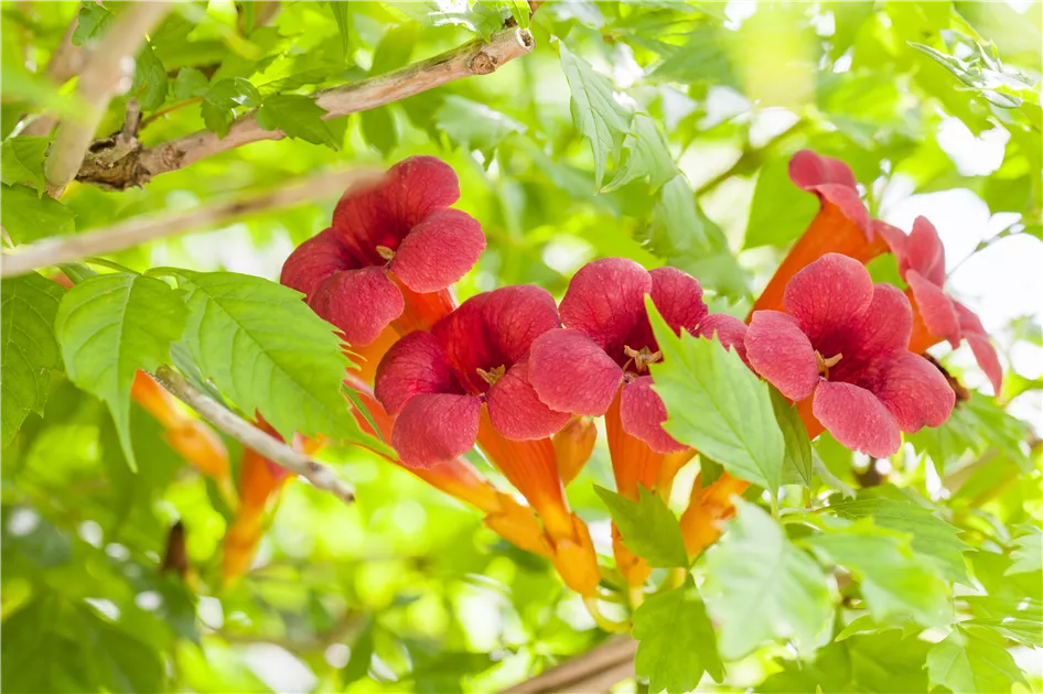 Campsis radicans, Rote Kletter-Trompetenblume | RICOTER Erdaufbereitung AG