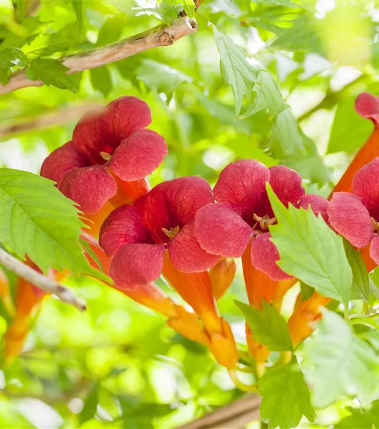 Campsis radicans, Rote Kletter-Trompetenblume | RICOTER Erdaufbereitung AG