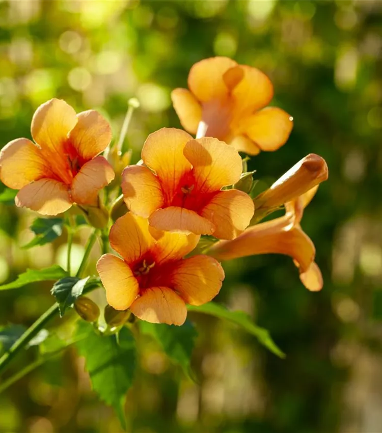 Jasmin trompette 'Indian Summer'