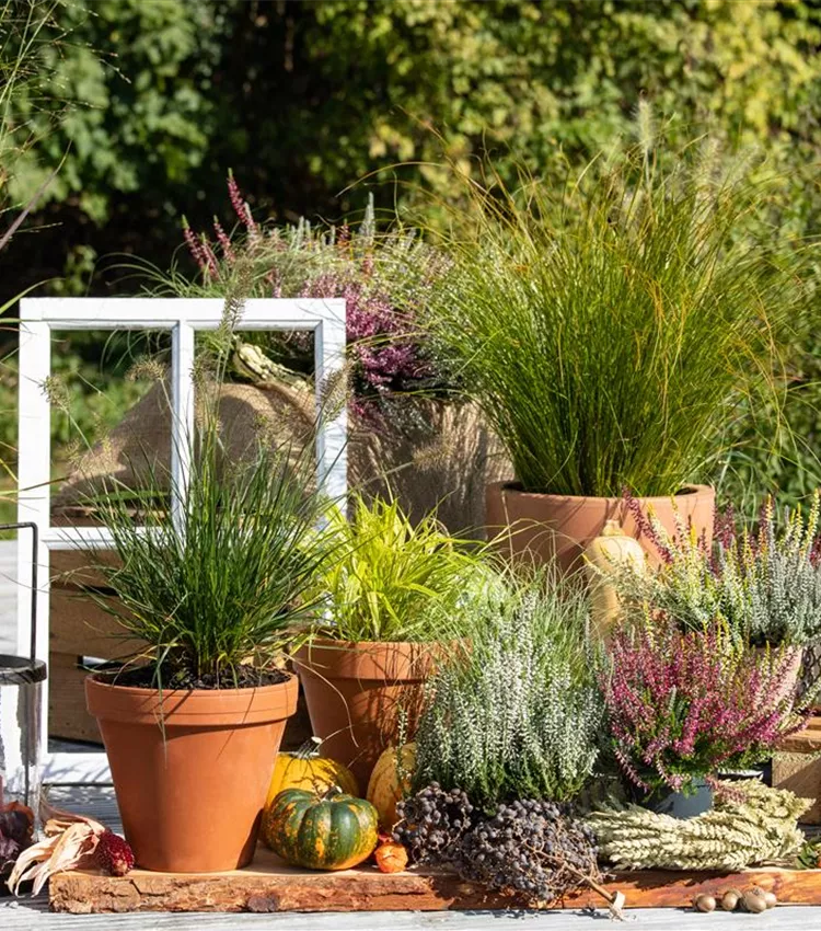 Herbe décorative 'Little Bunny' Herbe décorative 'Little Bunny'