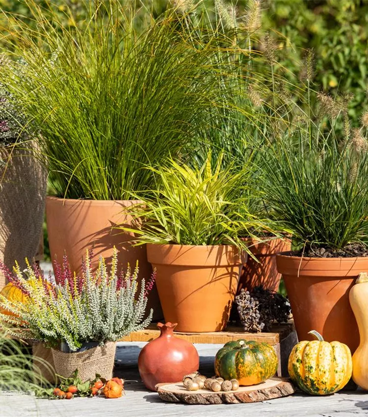 Herbe décorative 'Little Bunny' Herbe décorative 'Little Bunny'