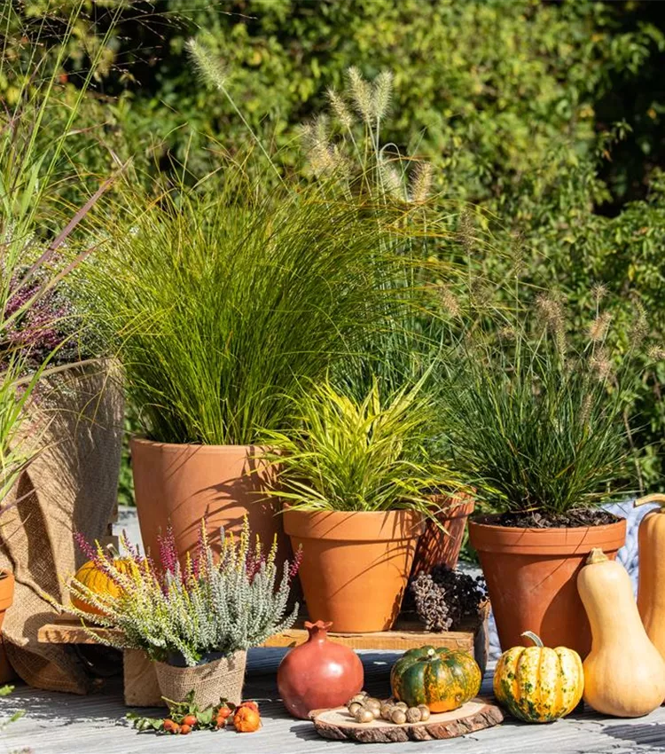 Herbe décorative 'Little Bunny' Herbe décorative 'Little Bunny'