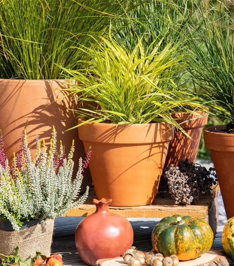 Herbe décorative 'Little Bunny' Herbe décorative 'Little Bunny'