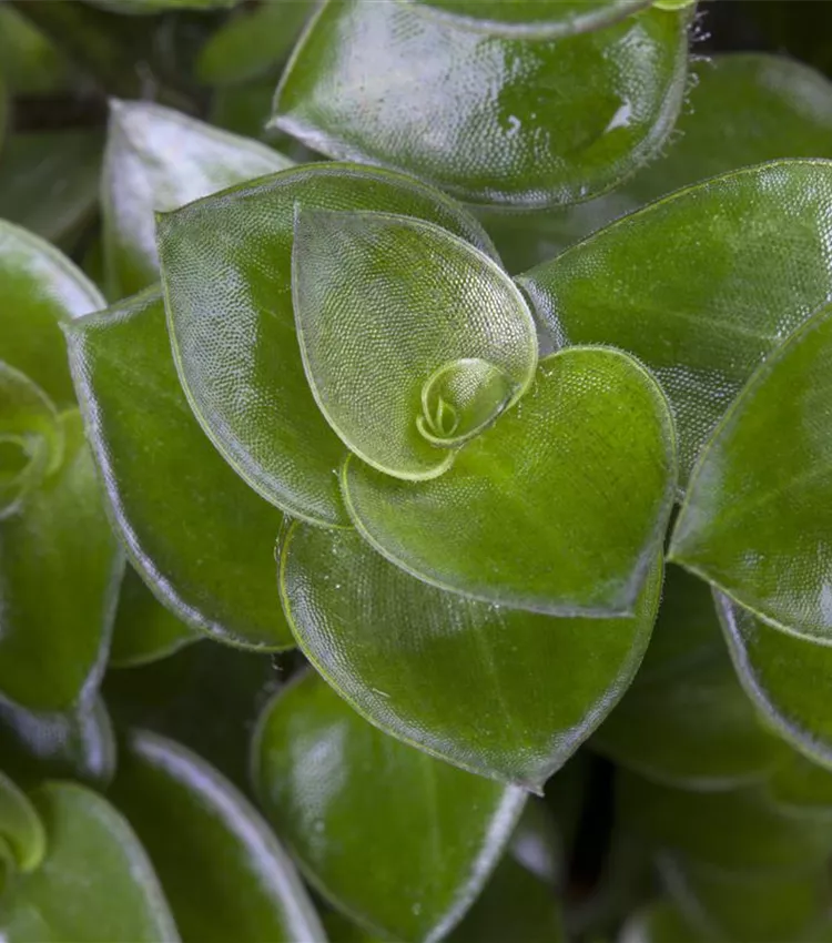 Callisia repens, Kriechendes Schnpolster | RICOTER Erdaufbereitung AG