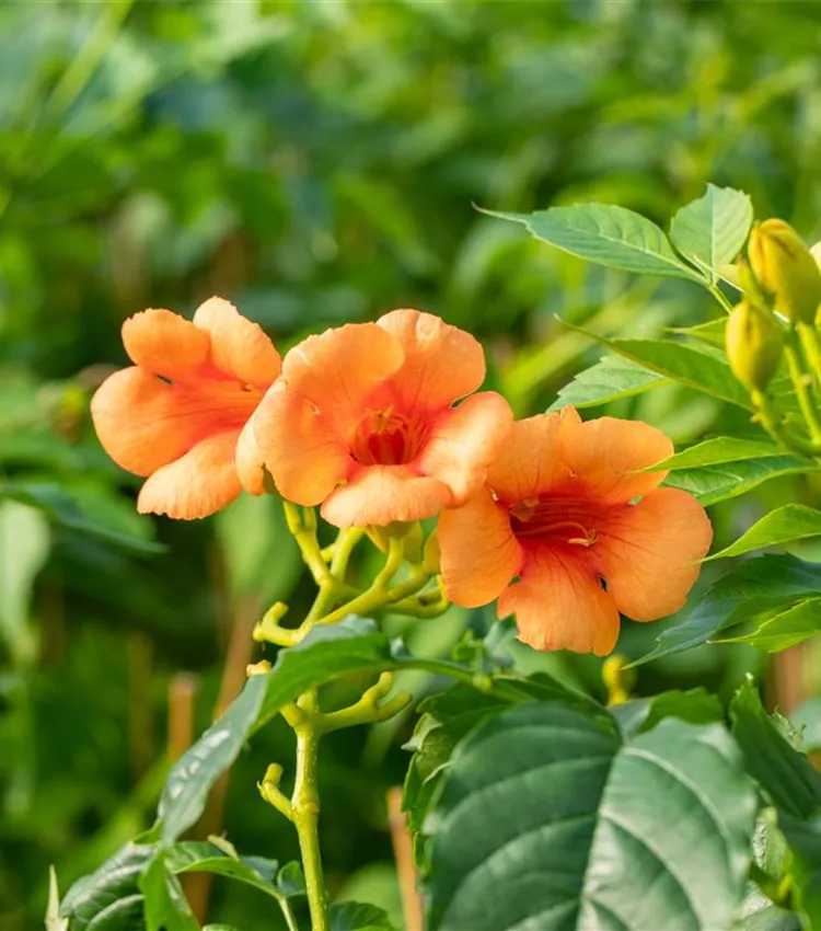 Jasmin trompette 'Indian Summer'