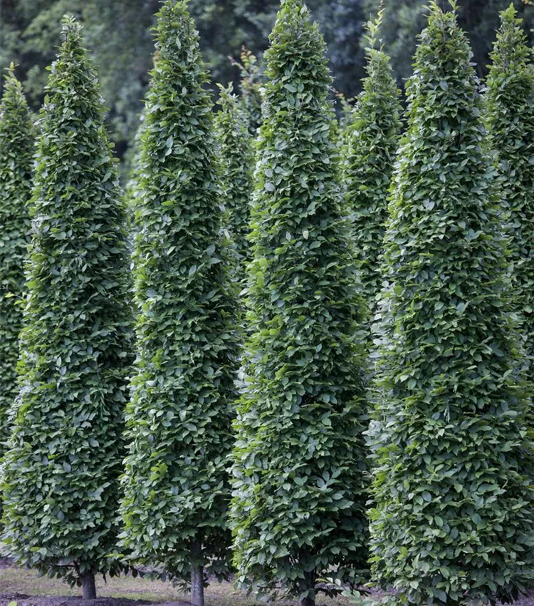 Charmille fastigiée 'Fastigiata'