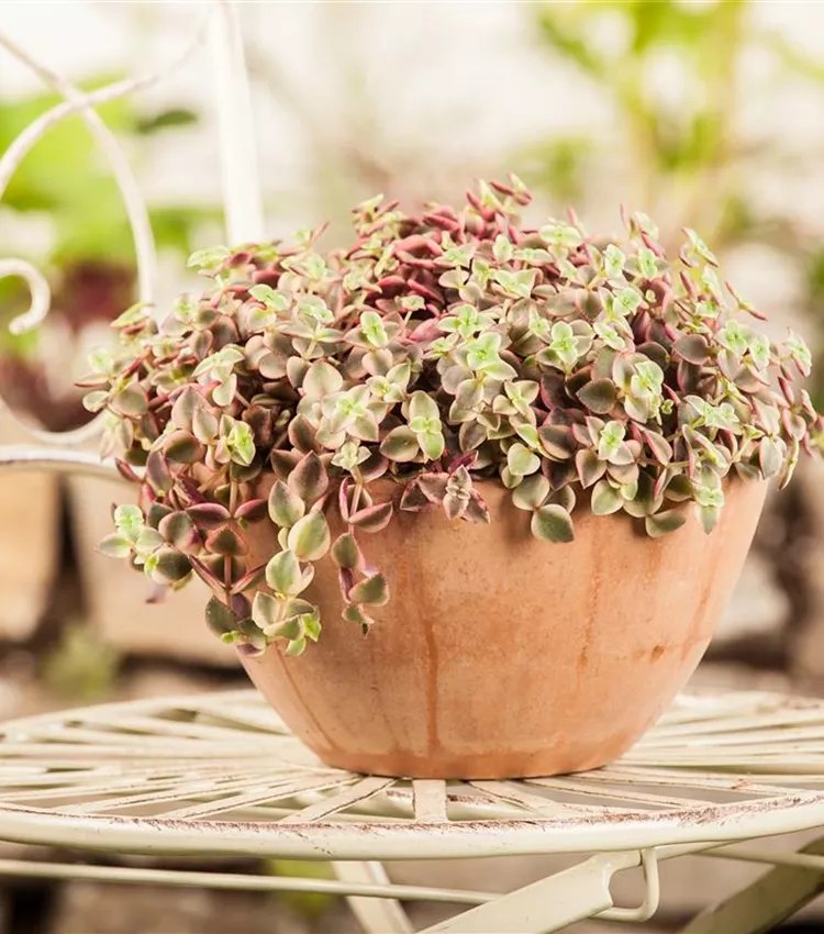 Kriechendes Schönpolster 'Rosata'