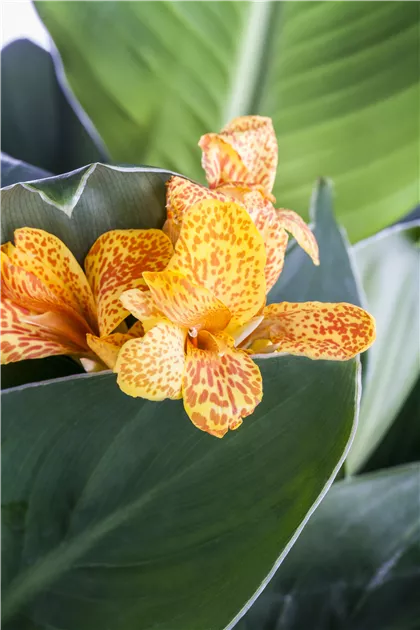 Canna 'Marabout' - Plante Vivace Géante Au Feuillage Lumineux Et Fleurs Orange, Conteneur 2-2.9L