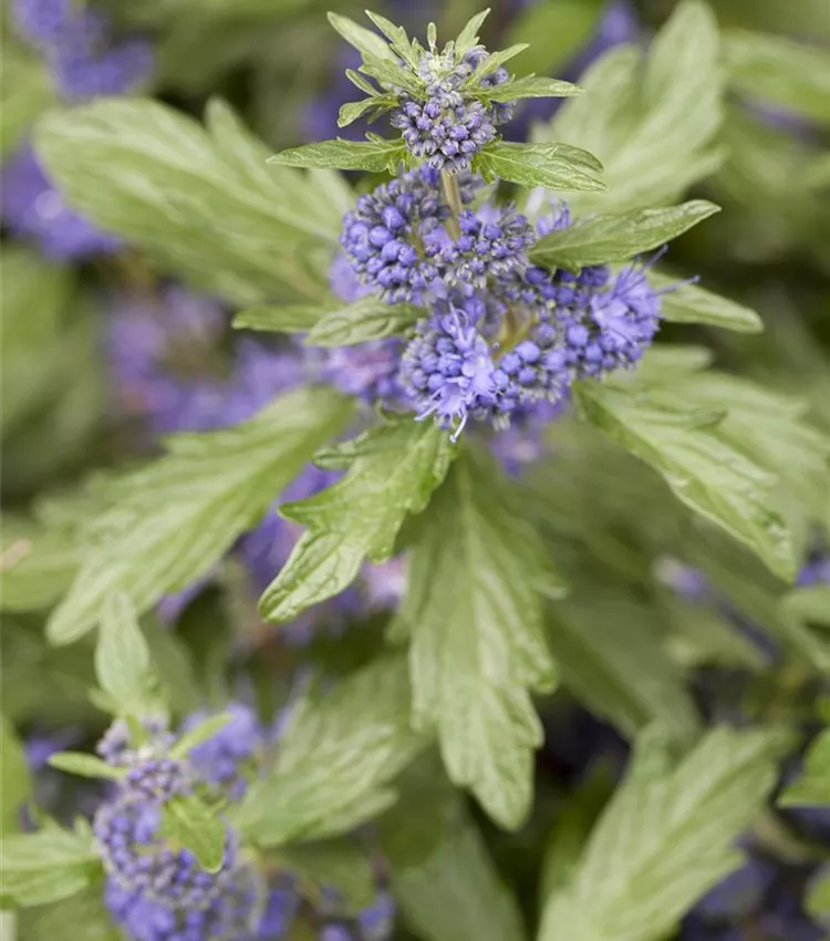 Barbe bleue