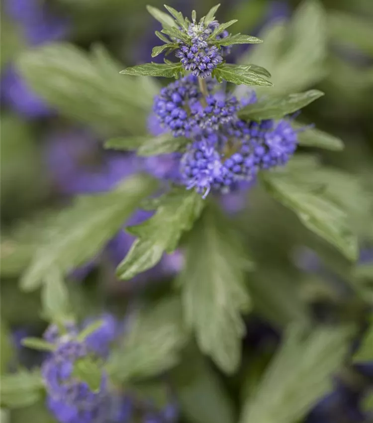 Barbe bleue