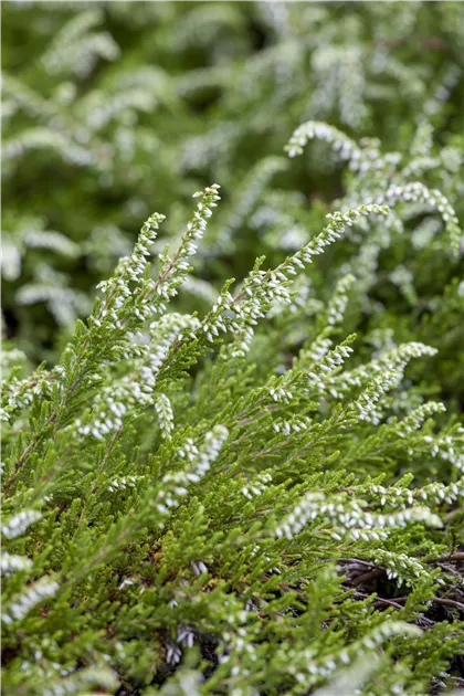 Calluna vulgaris, Besenheide | RICOTER Erdaufbereitung AG