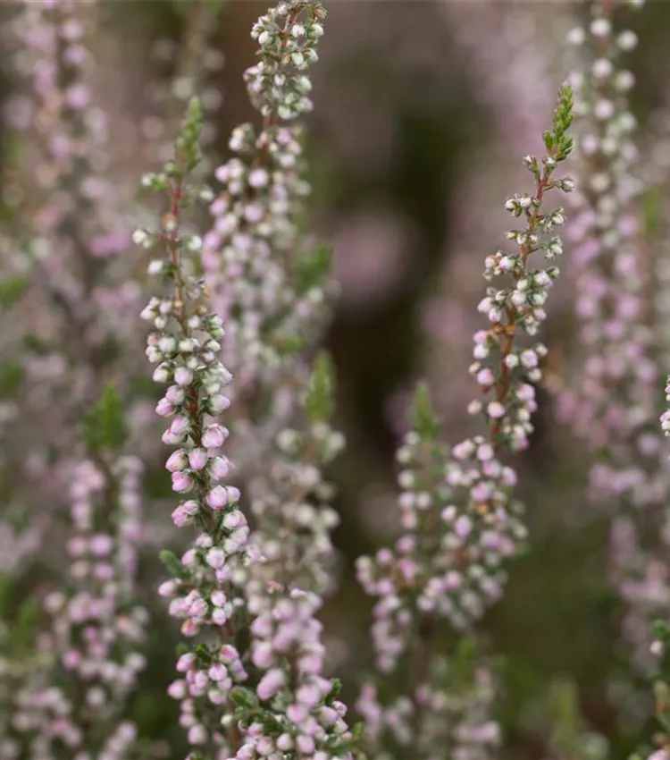 Besenheide 'Annabel'