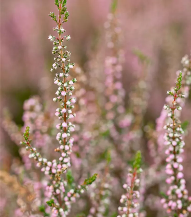 Besenheide 'Annabel'