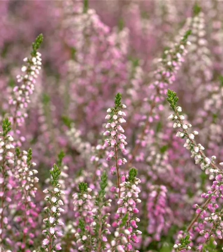 Besenheide 'Annabel'