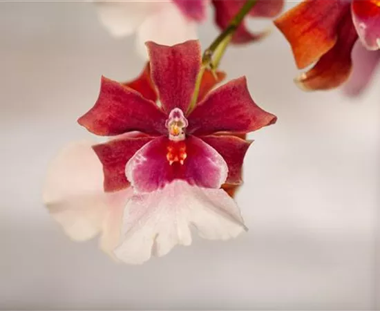 Cambria 'Bartley Schwarz'