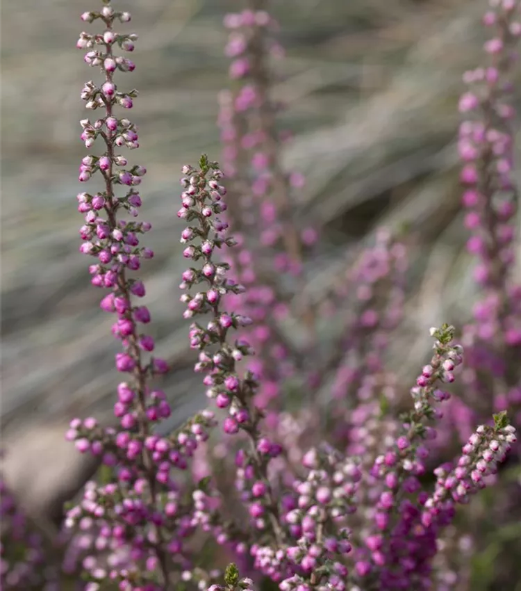 Bruyère commune 'Annemarie'
