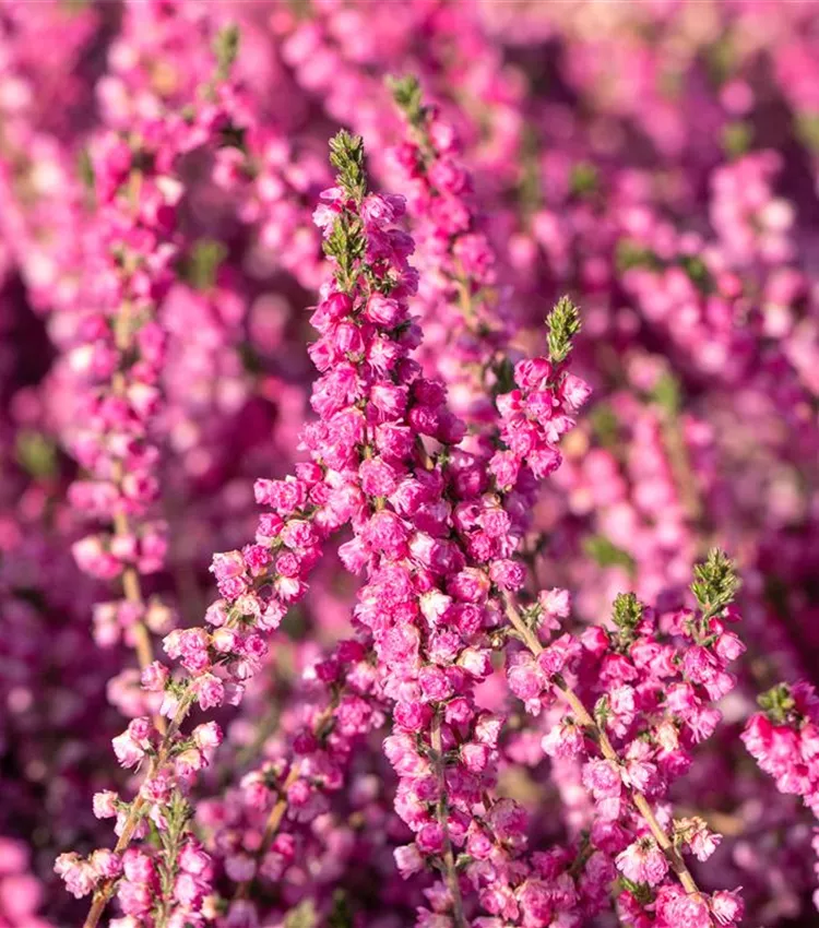 Bruyère commune 'Annemarie'
