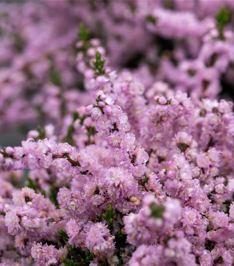 Bruyère commune 'Annemarie'