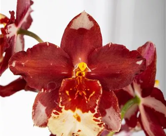 Cambria 'Inferno'