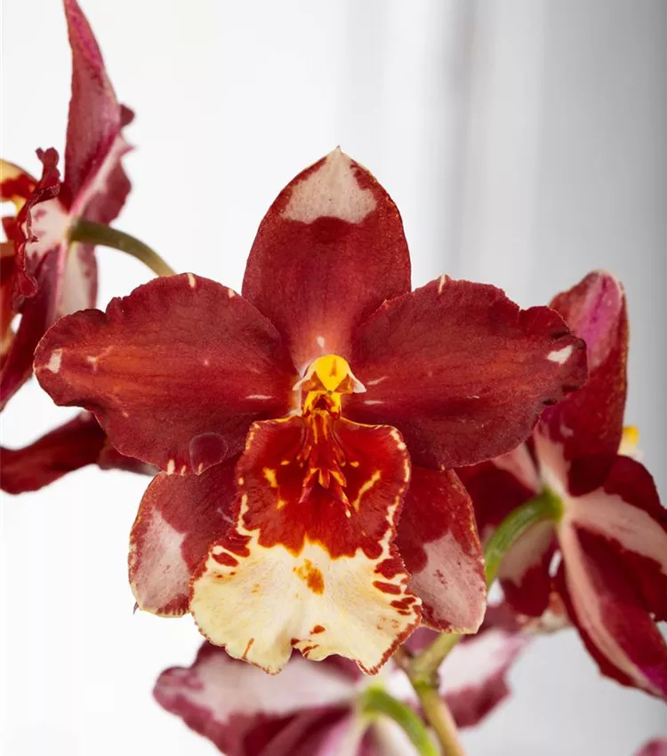Cambria-Orchidee