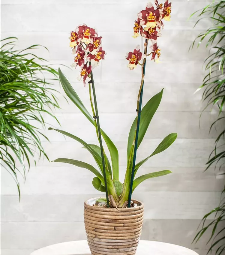 Cambria-Orchidee