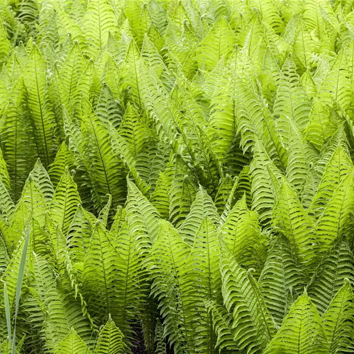 Plantes d'intérieur, fougères