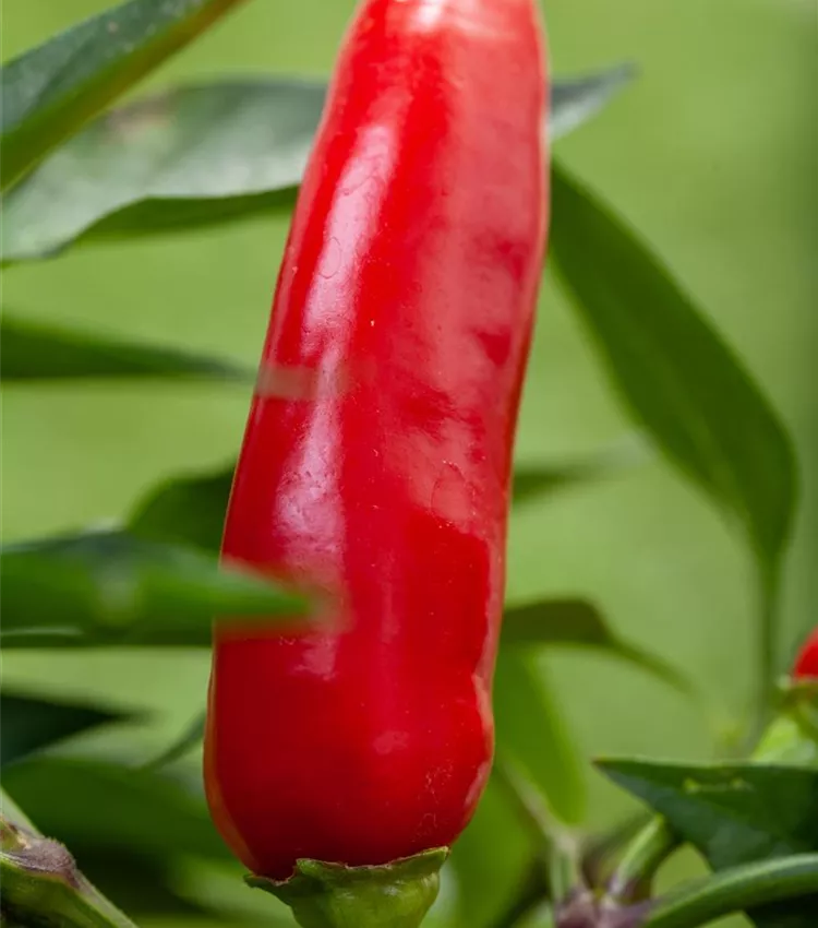 Poivron