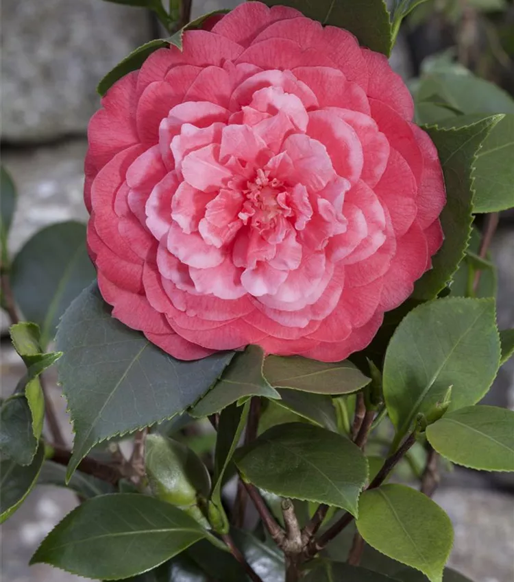 Camellia japonica, Japanische Kamelie | RICOTER Erdaufbereitung AG