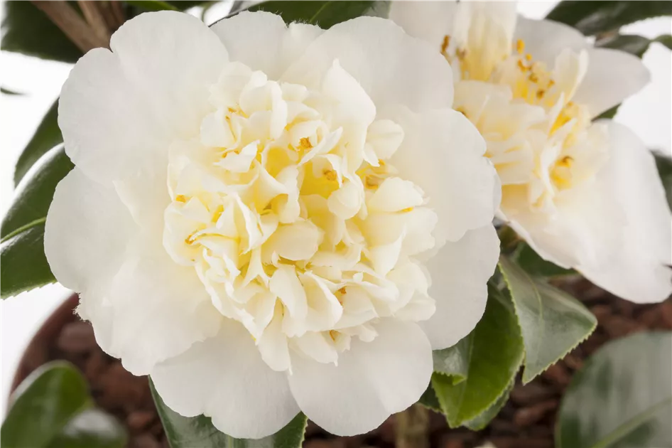 Camellia japonica, Japanische Kamelie | RICOTER Erdaufbereitung AG