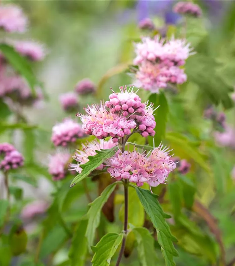 Bartblume 'Pink Perfection'®